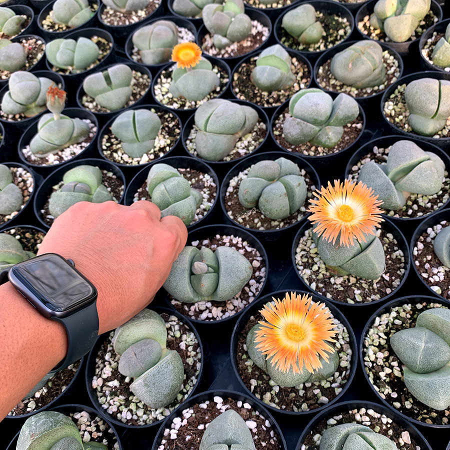 多肉植物 绿帝玉 绿元宝 番杏科 满38包邮