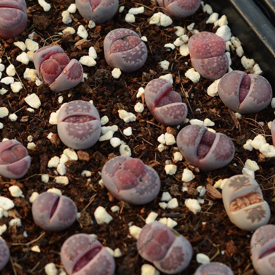 紫李夫人 3年开花株 番杏科 生石花 多肉植物 满38包邮