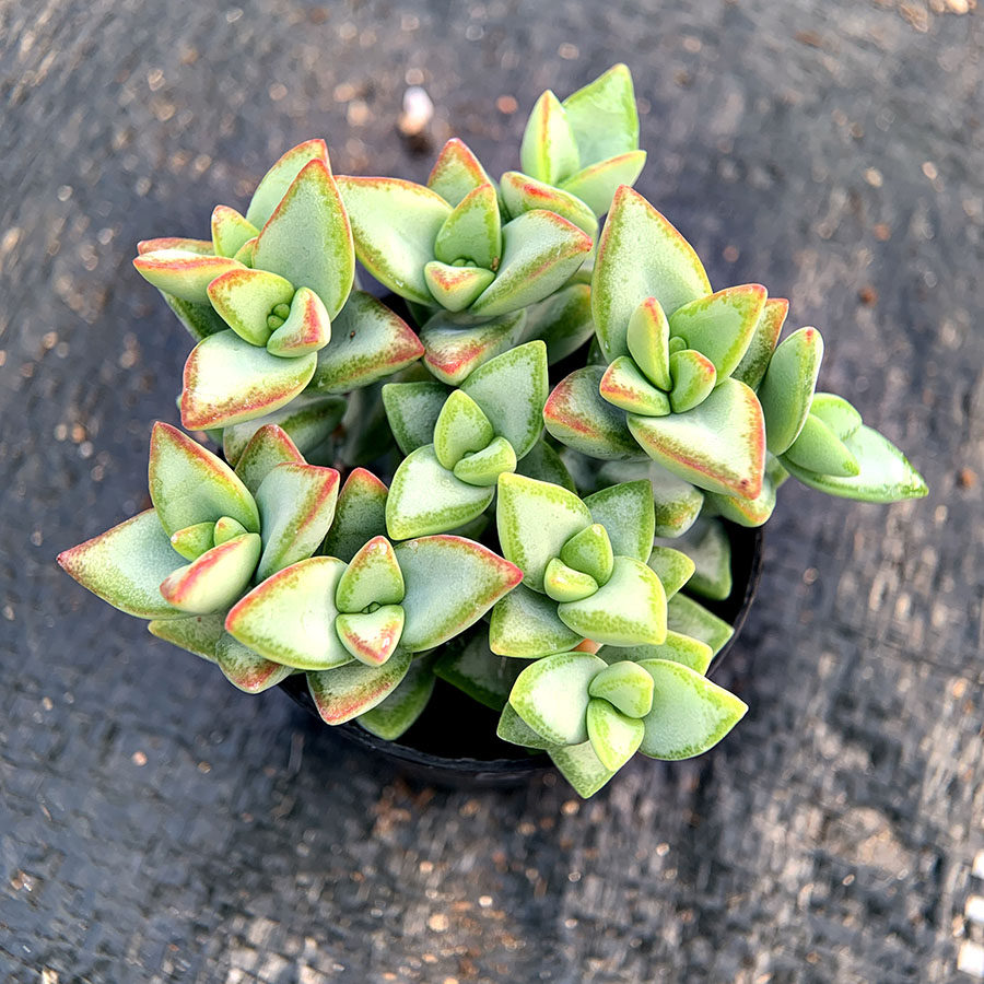 白星 星公主 青锁龙属 多肉植物