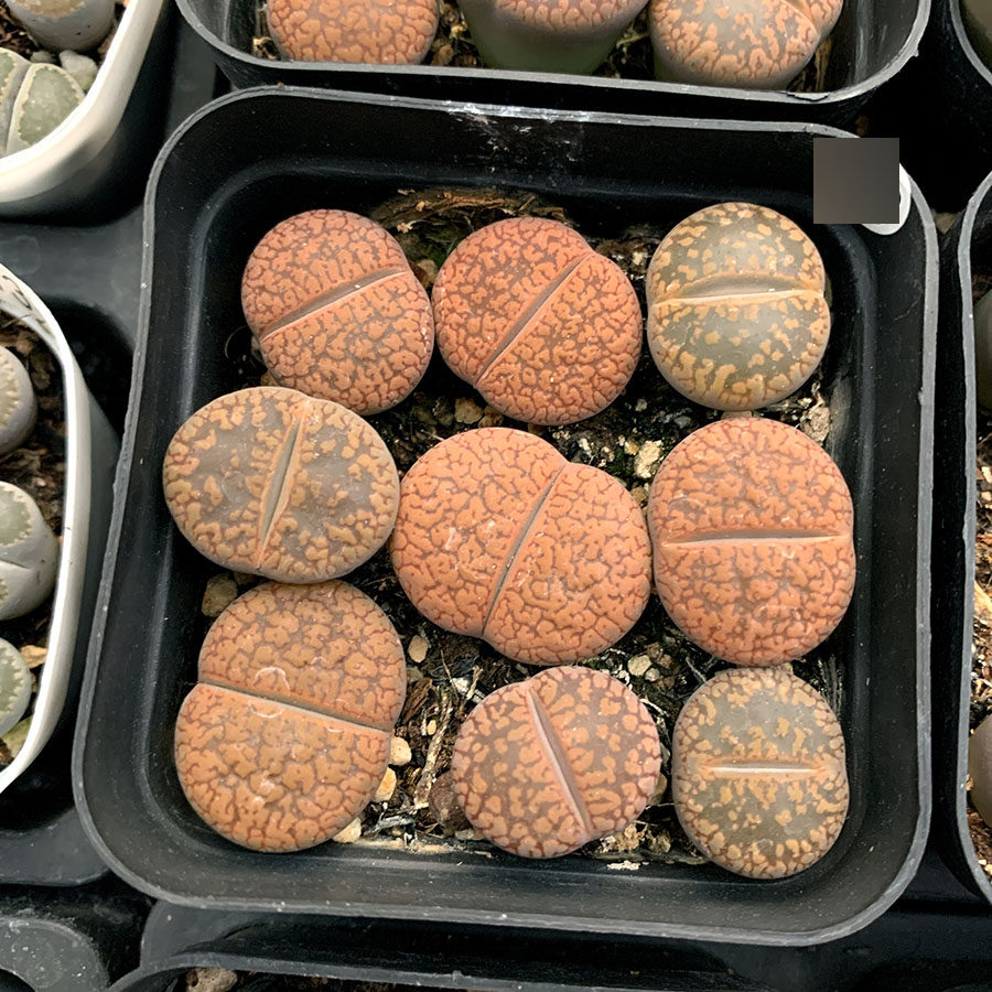 多肉植物生石花 三年日轮混赤阳玉 带盆发货 9.19更新 满38包邮