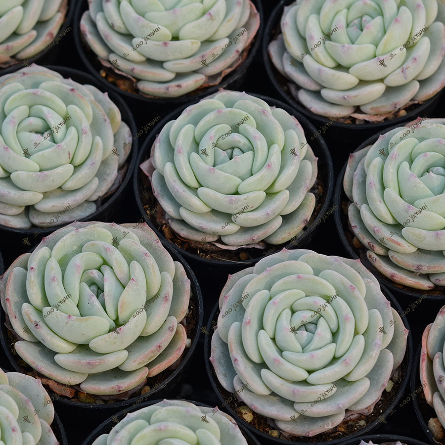 勃朗峰 景天科 多肉植物  满38包邮