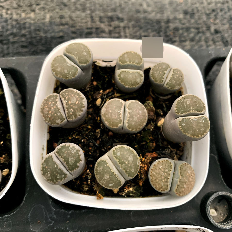 多肉植物生石花 三年全窗李夫人 带盆发货 9.19更新 满38包邮