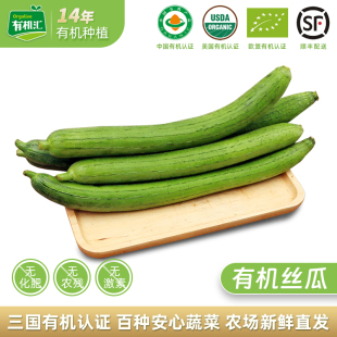 有机汇有机丝瓜 山东丝瓜时令有机蔬菜辅食有机种植无农残当天摘