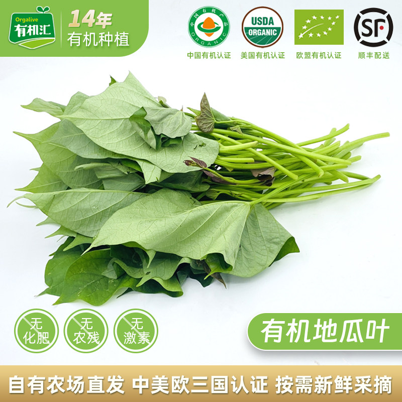 农场直发有机汇新鲜蔬菜尖地瓜叶图片