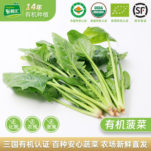 有机菠菜 有机汇新鲜蔬菜榨汁食材配送辅食小青菜榨汁火锅菜