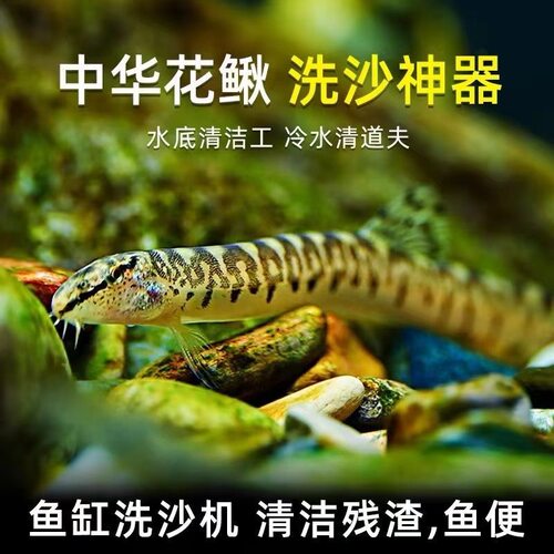 中华花鳅冷水清道夫原生鱼吸鳅鱼缸清洁鱼鼠鱼活体观赏鱼