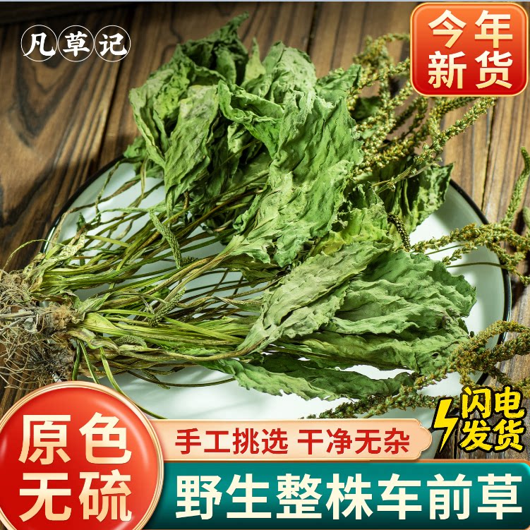 车前草野生中草药500g新鲜干货整株根带穗车前草中药泡水喝的作用