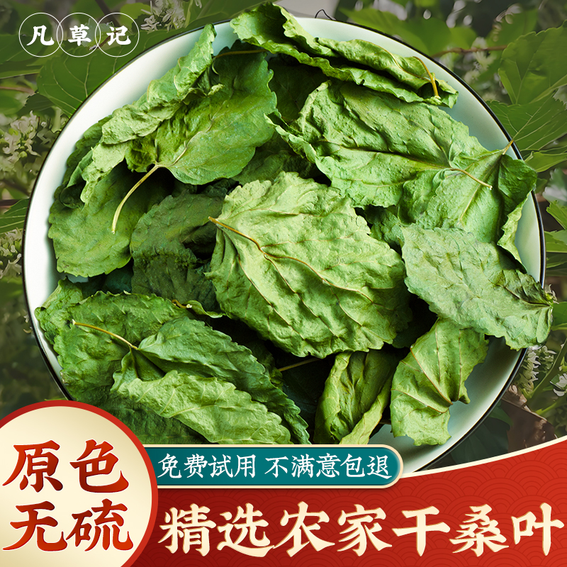 野生新货霜桑叶中药材
