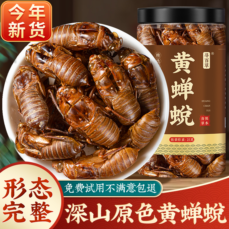 深山野生黄蝉蜕形态完整