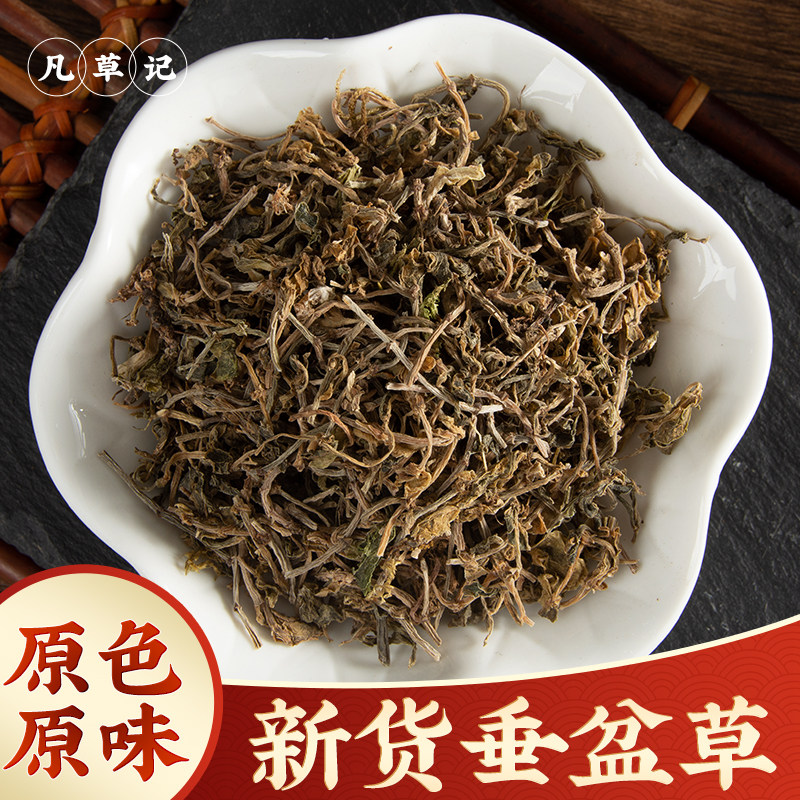 垂盆草中药材正品500g新货垂盆草干药用食用无硫包邮锤盆草睡盆草