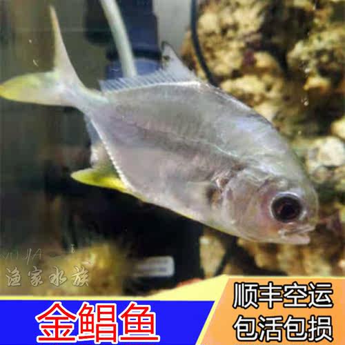汽水鱼质量怎么样 汽水鱼口碑怎么样 小麦优选 汽水鱼质量怎么样 汽水鱼口碑怎么样 小麦优选