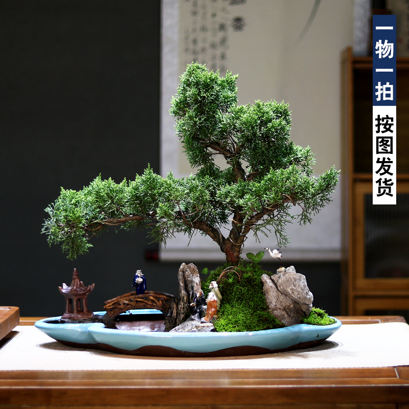 真柏假山盆景一物一拍