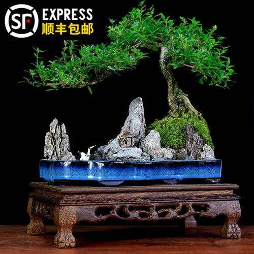 六月雪假山盆景室内植物盆栽