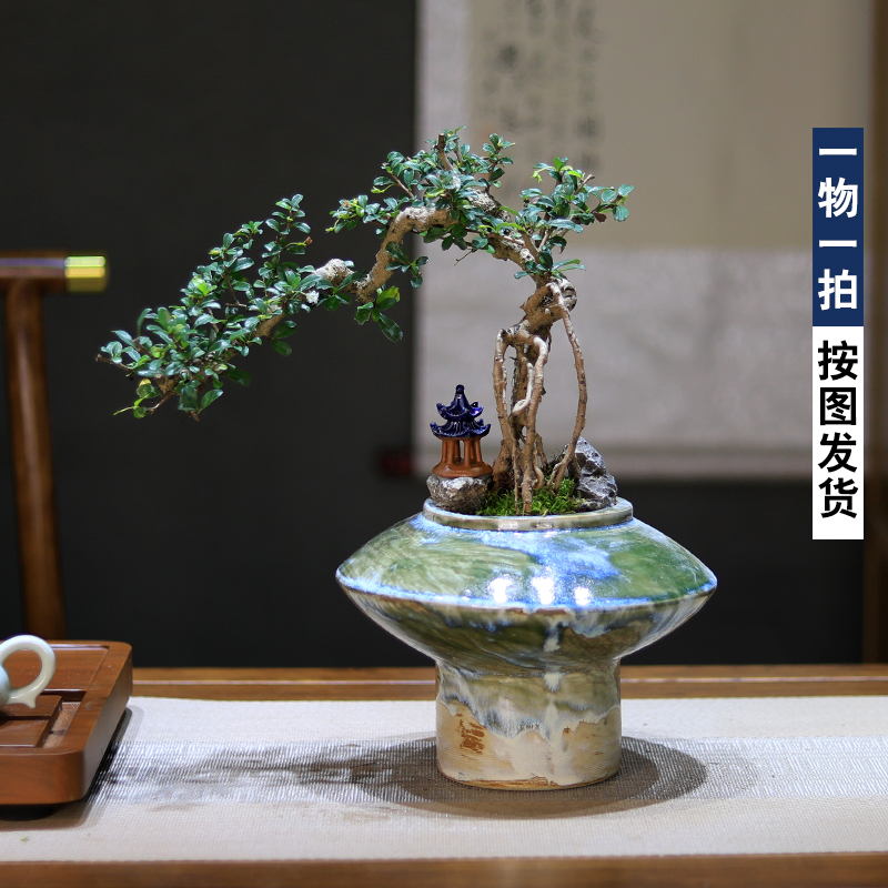 福建茶造型盆景桌面植物