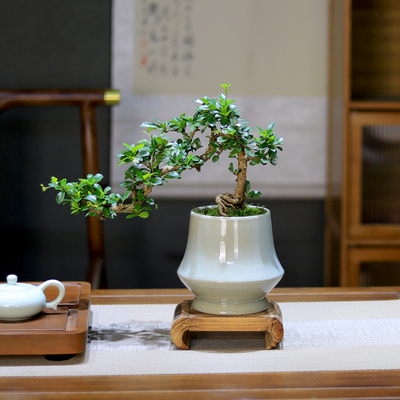 福建茶老桩桌面盆景四季常青