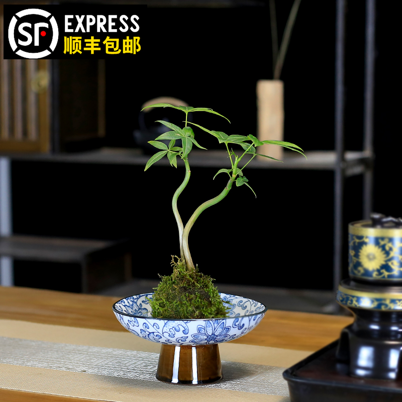 水培发财树桌面小绿植盆栽