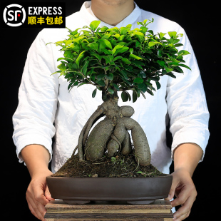 小叶人参榕树盆景大型植物室内客厅办公室桌面盆栽阳台庭院绿植