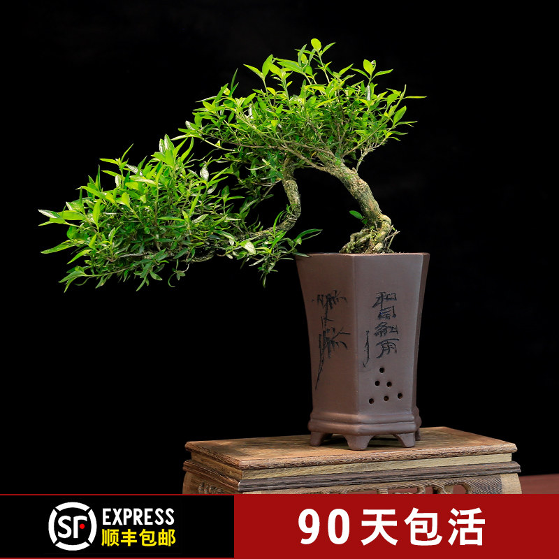 六月雪盆景室内盆栽植物悬崖式造型老桩办公室客厅茶室摆件绿植