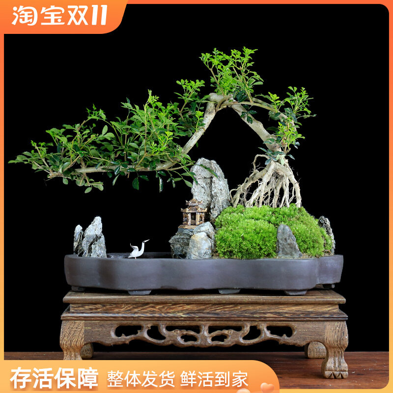 对节白蜡老桩造型山水假山石盆景植物室内客厅办公室桌面绿植盆栽