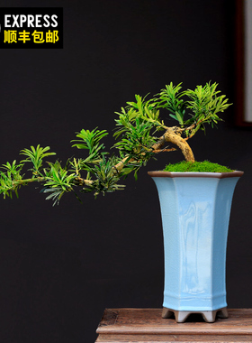 罗汉松盆景悬崖造型老桩植物室内客厅办公室桌面绿植盆栽四季常青