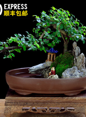 小叶雀梅老桩假山盆景植物室内树桩悬崖式造型客厅绿植桌面盆栽