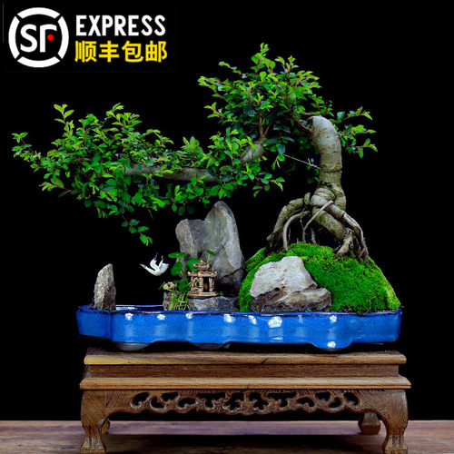 小叶榆树盆景老桩造型山水盆景假山植物室内四季常青客厅绿植盆栽