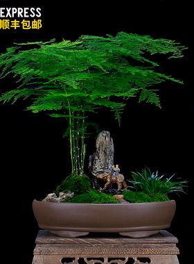 大文竹盆栽假山造型盆景植物室内客厅办公桌花卉绿植四季常青苗