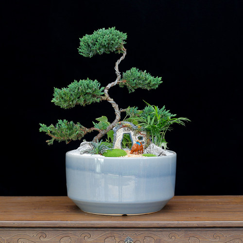 松柏素材模板 松柏图片下载 小麦优选