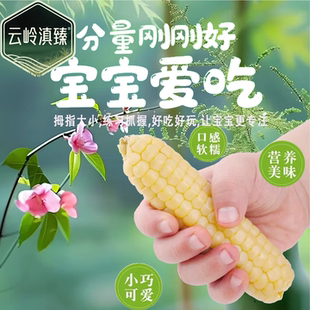 云南西双版纳拇指小玉米新鲜甜香糯手拇指玉米真空装营养早餐