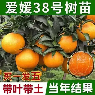 爱媛38号树苗果冻橙苗象山红美人柑桔树苗橘子树大树苗圃盆栽带果