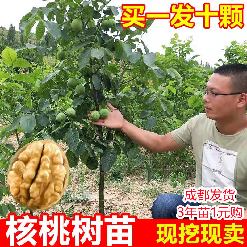 嫁接核桃树苗8518薄皮纸皮核桃南方北方种植现挖地栽盆栽当年结果