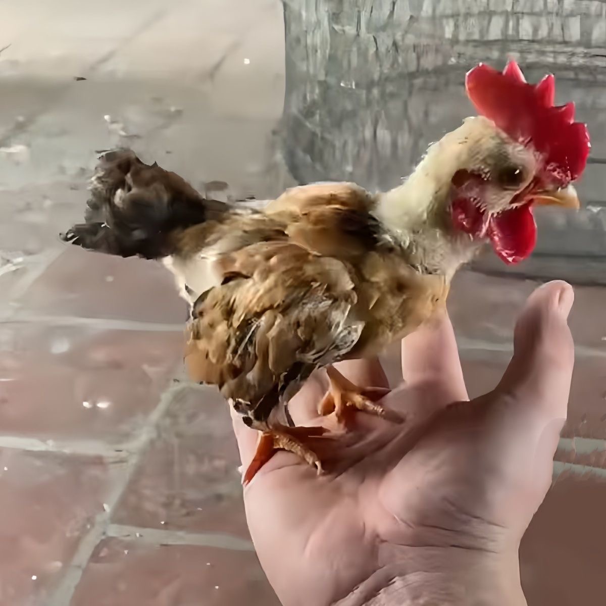 越南小竹鸡、小竹鸡、战斗鸡、小竹鸡、宠物鸡