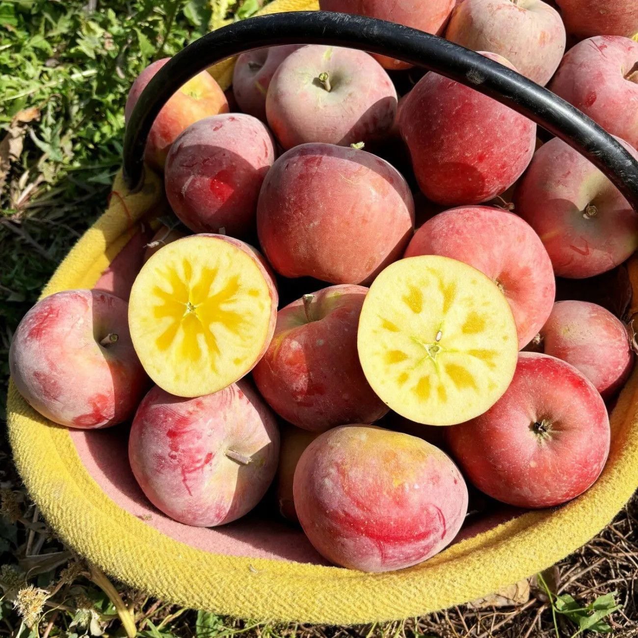 【脆甜】新疆阿克苏冰糖心苹果现摘新鲜水果当季红富士丑苹果整箱,厨房/烹饪用具,调料置物架,淘宝优惠券,粉丝福利购,淘宝优惠卷