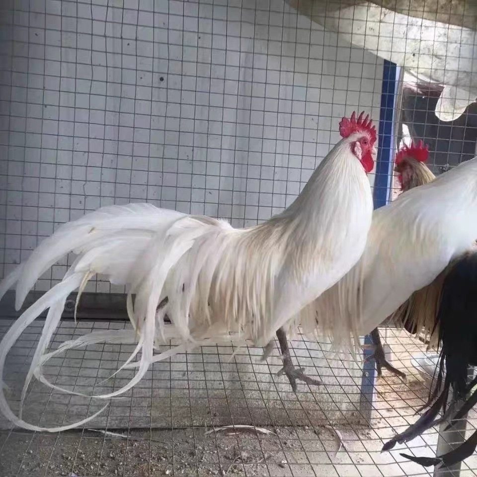 长尾鸡种蛋新品种观赏鸡宠物鸡可孵化受精种蛋新鲜种蛋包受精率,宠物/宠物食品及用品,宠物鸡,淘宝优惠券,粉丝福利购,淘宝优惠卷