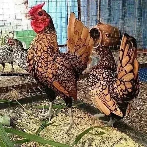 红色波兰鸡 小型宠物鸡观赏鸡红波兰鸡苗散养鸡小体鱼鳞鸡