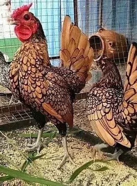 红色波兰鸡 小型宠物鸡观赏鸡红波兰鸡苗散养鸡小体鱼鳞鸡