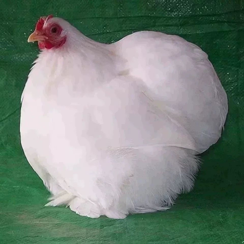 纯种日本球种蛋小体型观赏鸡科钦球受精蛋装可孵化球鸡科钦球鸡,宠物/宠物食品及用品,宠物鸡,淘宝优惠券,粉丝福利购,淘宝优惠卷