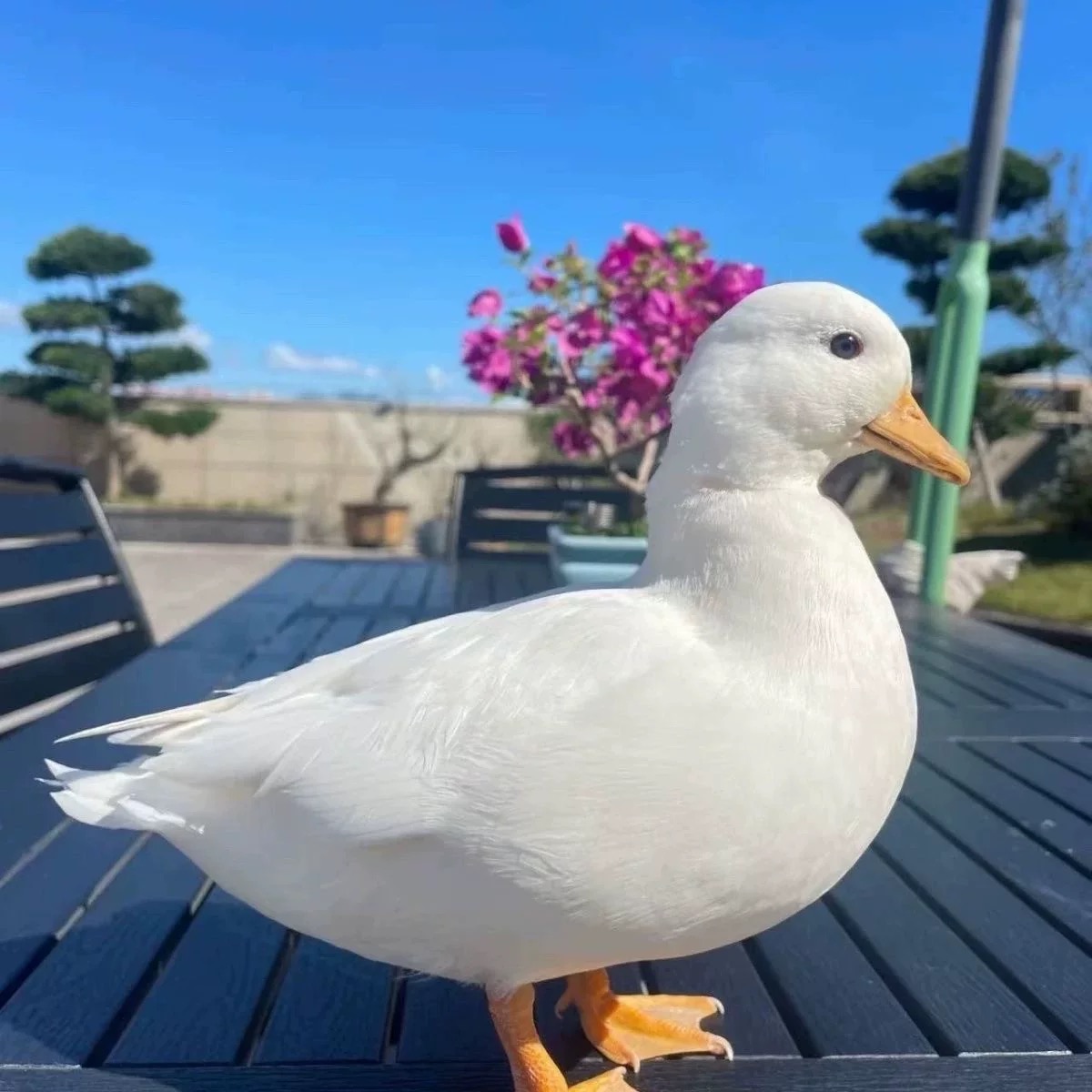 【包活到家】柯尔鸭活宠物幼崽网红小黄鸭科尔鸭活体正宗可达鸭