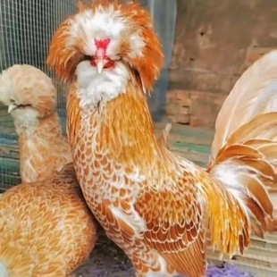 种观赏鸡黄金波兰帽子鸡活苗纯种帽子鸡小鸡宠物鸡琉盏鸡鸡苗 新品