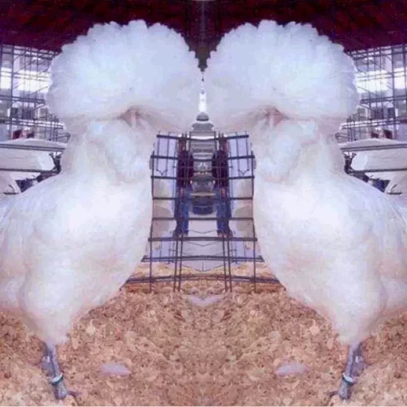 波兰小鸡可孵化帽子鸡种蛋白头翁受精率新鲜波澜红色观赏鸡受精卵