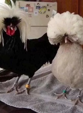 新品白头翁帽子观赏鸡蛋包受精率帽子鸡种蛋宠物鸡受