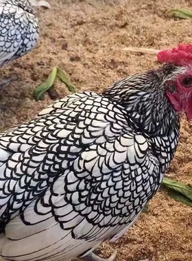 新品正宗纯种波兰鸡宠物鸡种蛋观赏鸡混搭色孵化率高纯种七彩