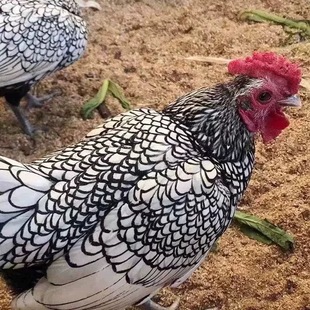 新品正宗纯种波兰鸡宠物鸡种蛋观赏鸡混搭色孵化率高纯种七彩