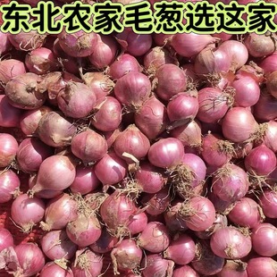 正宗东北特产毛葱黑龙江新鲜红葱头笨毛葱农家本毛葱炒菜提鲜