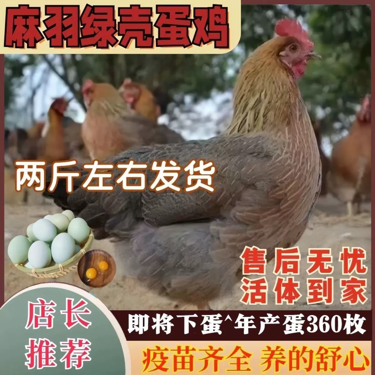 二斤左右麻羽绿壳蛋鸡高产蛋王活鸡土鸡笨鸡散养青年鸡