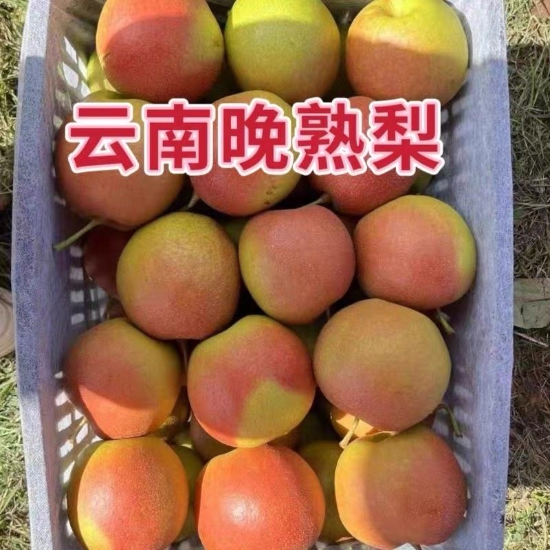 2025云南大理红雪梨农家自种自卖的梨批发可以熬梨膏孕妇水果,厨房/烹饪用具,调料置物架,淘宝优惠券,粉丝福利购,淘宝优惠卷