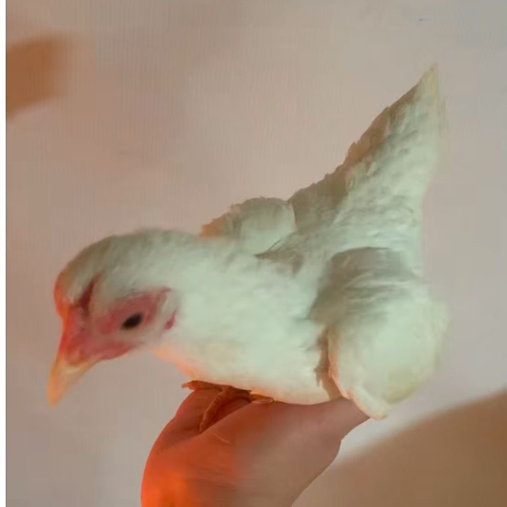 越南小竹鸡、小竹鸡、战斗鸡、小竹鸡、宠物鸡