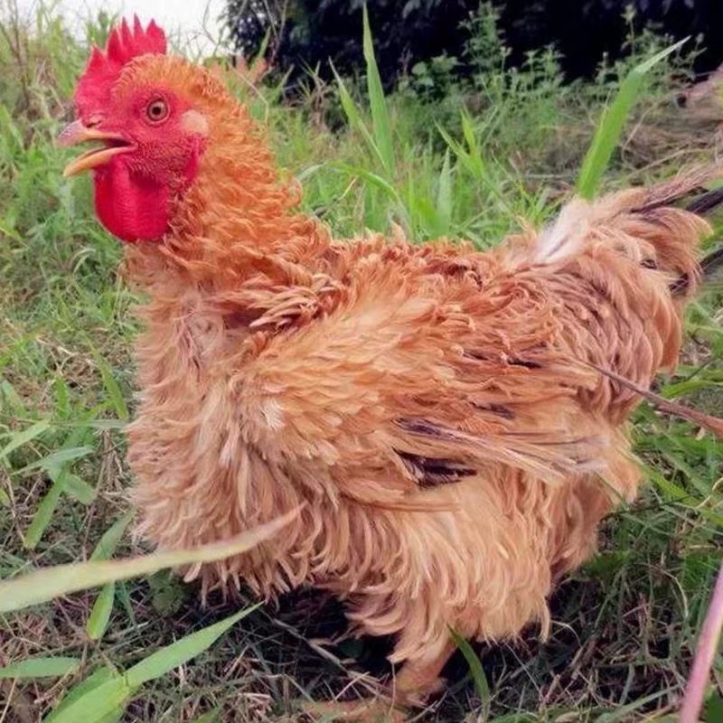 纯种麒麟鸡卷毛鸡翻毛鸡观赏鸡受精蛋宠物鸡可孵化小型观赏鸡种蛋,宠物/宠物食品及用品,宠物鸡,淘宝优惠券,粉丝福利购,淘宝优惠卷