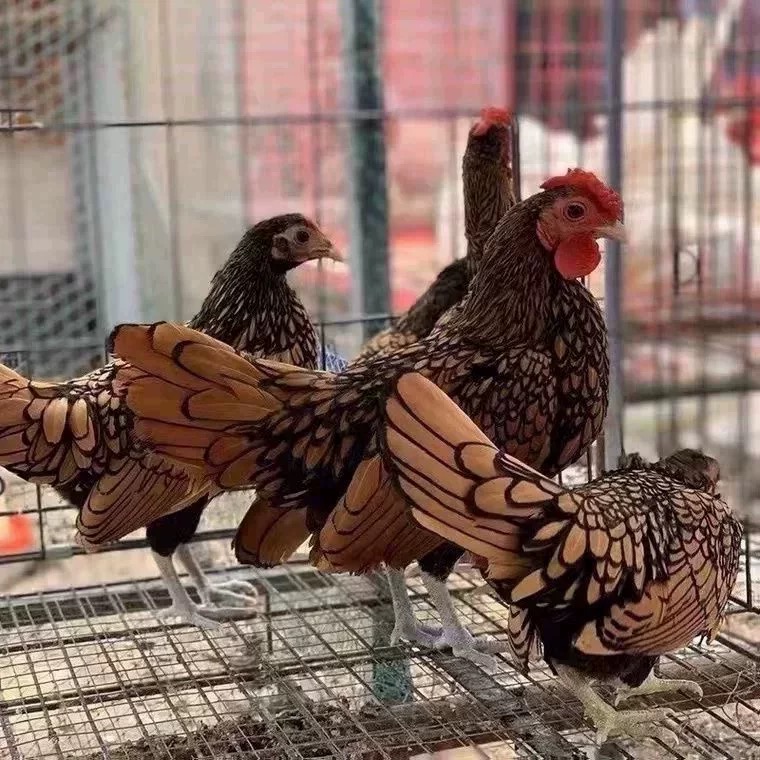 红色波兰鸡 小型宠物鸡观赏鸡红波兰鸡苗散养鸡小体鱼鳞鸡