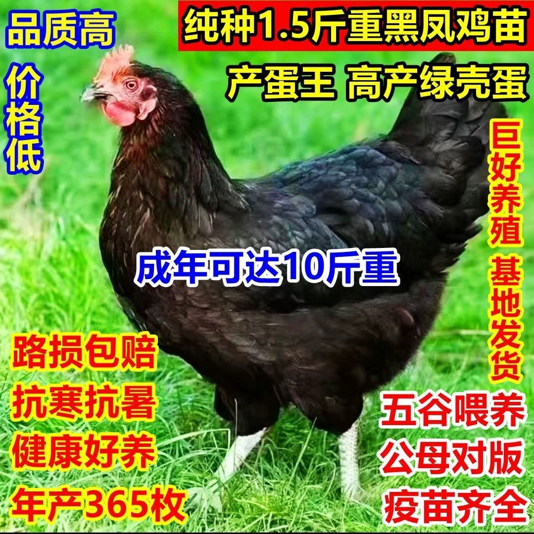 纯种一斤半黑凤鸡产蛋王土鸡散养苗下绿壳蛋黑母鸡健康好养青年鸡